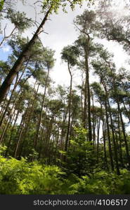 Forest With High Trees