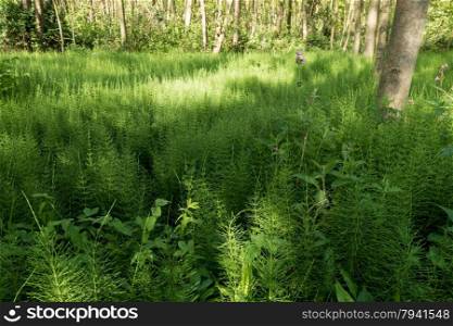 Forest with Horsetail.