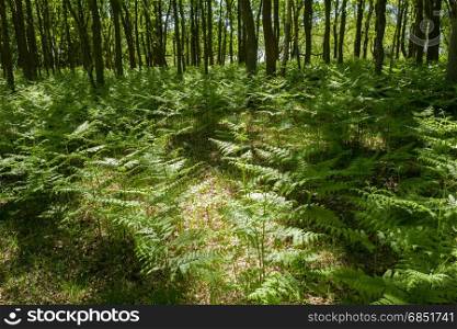 Forest with oak trees and ferns.