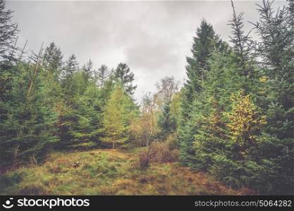 Forest with pine and birch trees in a northern country