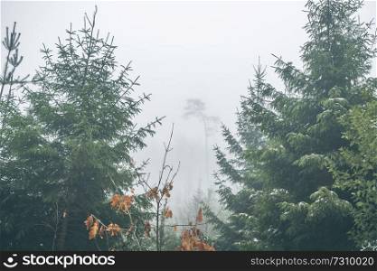 Forest with pine trees in a misty landscape in the fall with fog  covering the trees