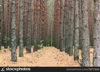 forest with pines. landscape with pine forest growing in row