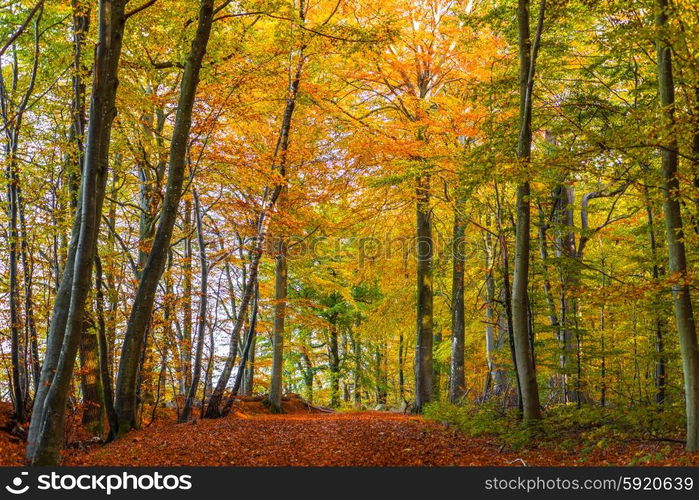 Forest with tall colorful trees in the autumn season