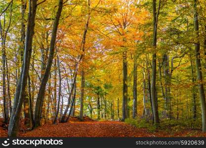 Forest with tall colorful trees in the autumn season