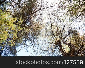 forest with tall trees. bottom view