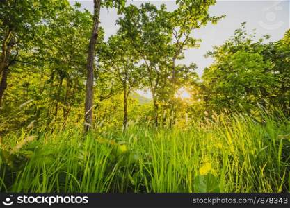 Forest with the sun behind