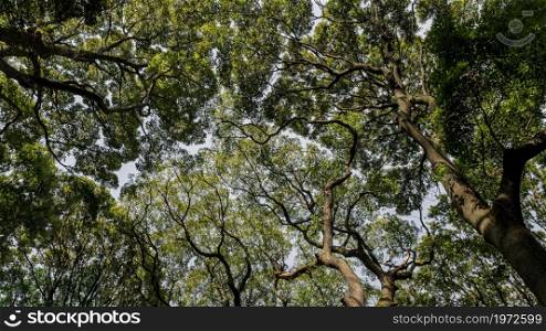 forest with trees close up. High resolution photo. forest with trees close up. High quality photo