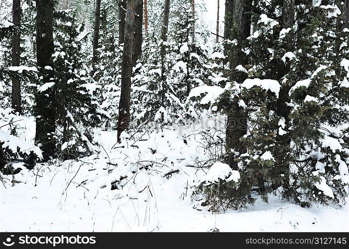 Forest with trees covered in snow