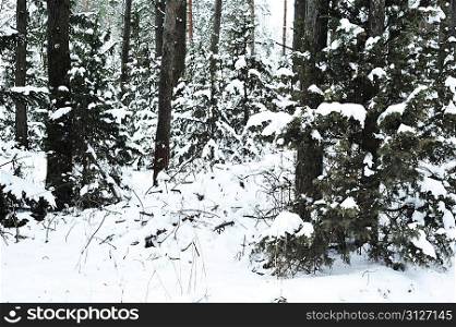Forest with trees covered in snow