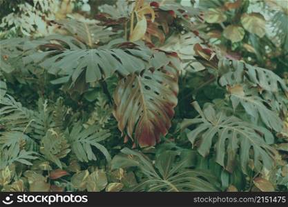Forest with tropical monstera plants. Nature dark green background.
