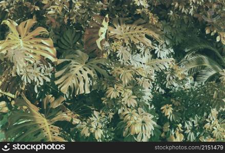Forest with tropical monstera plants. Nature dark green background.
