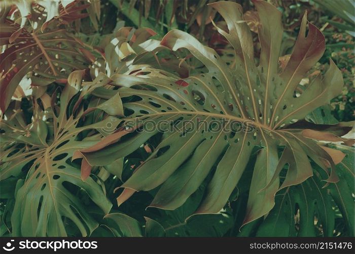 Forest with tropical monstera plants. Nature green background.