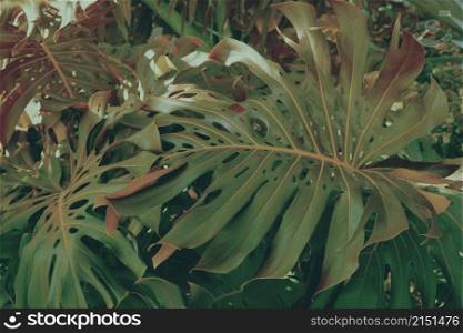 Forest with tropical monstera plants. Nature green background.
