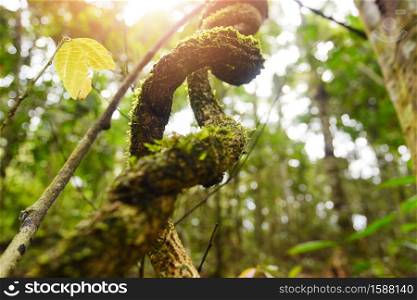 Forest wood beautiful nature with vine plant in the forest with sun summer sunshine