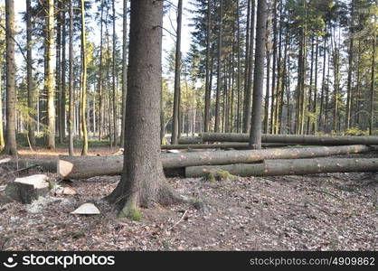 Forestal tree-cut