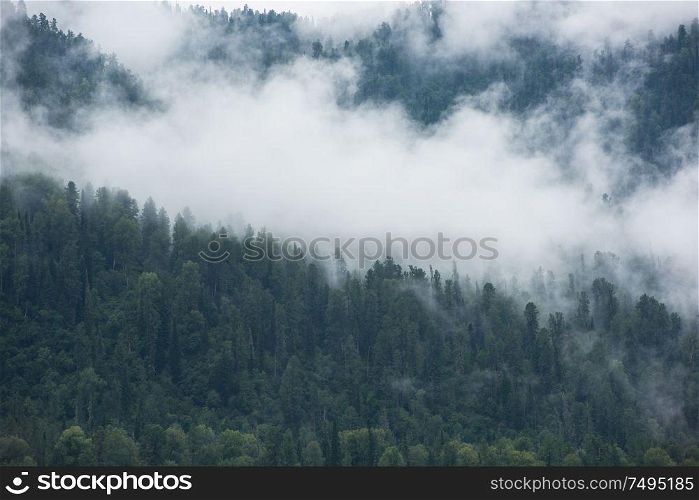Forested mountain slope in low lying cloud with green conifers shrouded in mist in Altai Mountains. Forested mountain slope