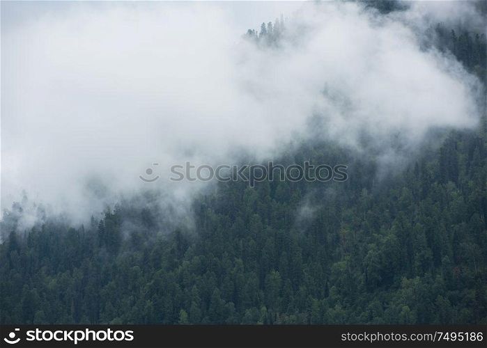 Forested mountain slope in low lying cloud with green conifers shrouded in mist in Altai Mountains. Forested mountain slope