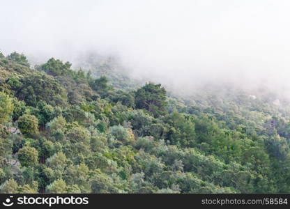 Forested mountainside with low lying cloud shrouded in fog, a scenic landscape view.