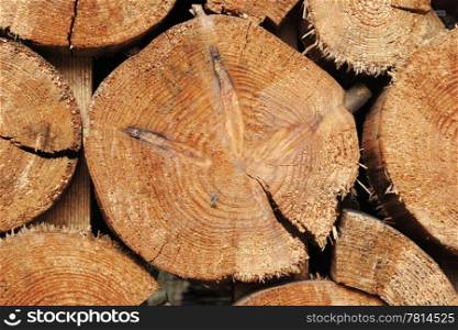 forestry industry tree felling and timber logging