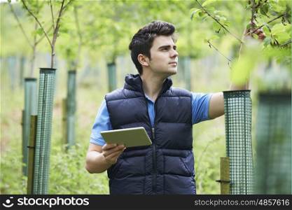 Forestry Worker With Digital Tablet Checking Young Trees