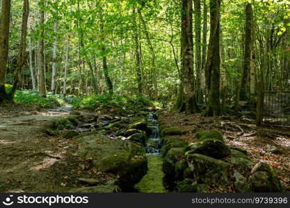 Forests in the Orlu National Wildlife Reserve, in Ariege, the Maison des Loups in France.. Forests in the Orlu National Wildlife Reserve, in Ariege, the Maison des Loups in France