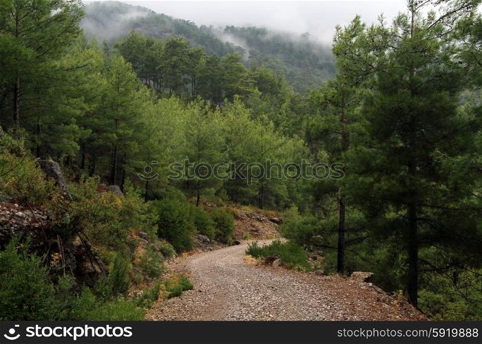 Foresty road and mountain in Turkey