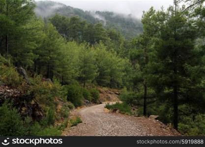 Foresty road and mountain in Turkey