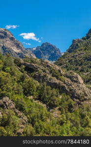 Foret de Bonifatu (Bonifatu Forest) in northern Corsica