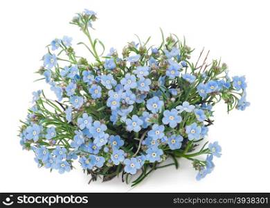 Forget-me-flower