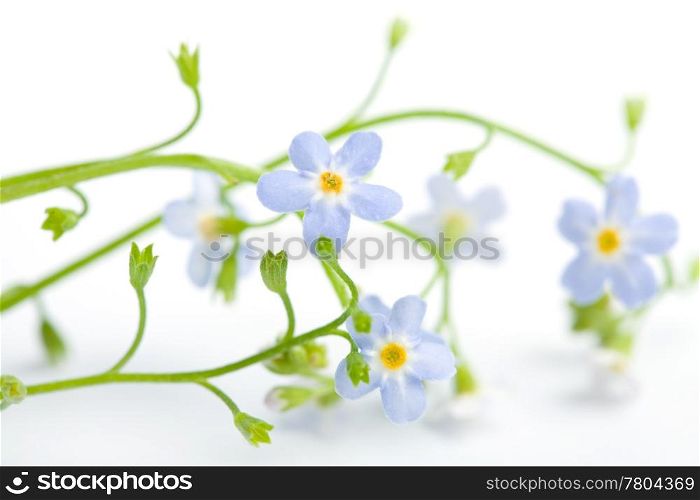 forget me not flower isolated (shallow DOF)