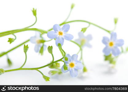 forget me not flower isolated (shallow DOF)