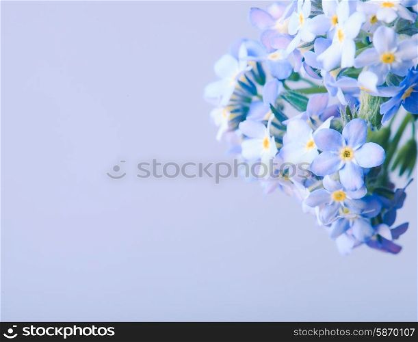 Forget-me-not flowers close up on a blue background