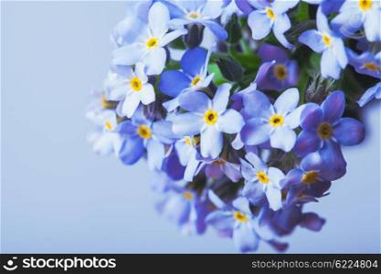 Forget-me-not flowers close up on a blue background. Forget-me-not flower background
