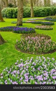 Formal spring garden. Flower Bed In Keukenhof Gardens