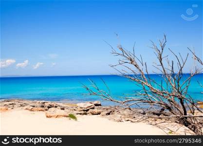 Formentera Escalo beach with dried branches in Mediterranean sea