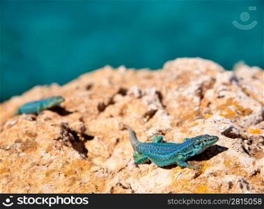 formentera lizard couple on sea background Podarcis pityusensis formenterae