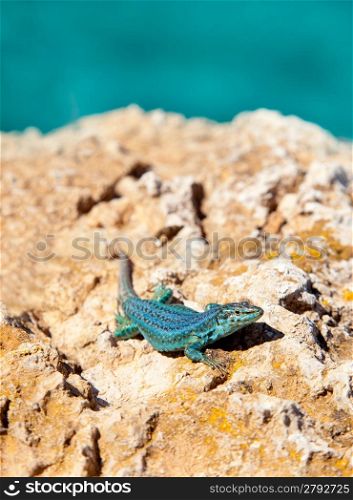 formentera lizard on sea background Podarcis pityusensis formenterae