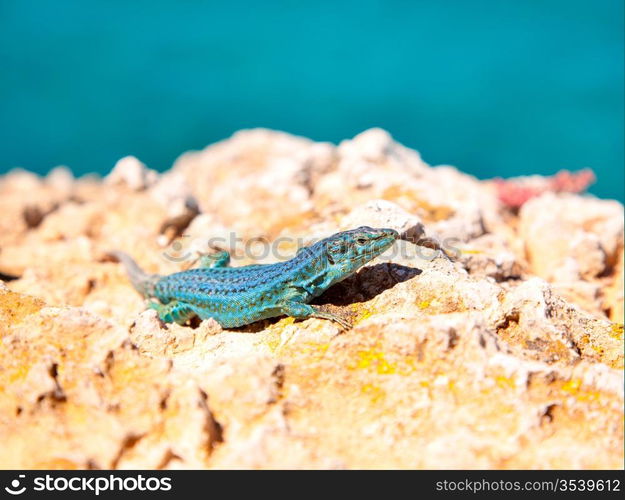 formentera lizard on sea background Podarcis pityusensis formenterae