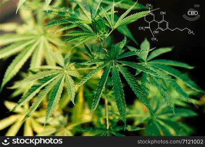 Formulation of the CBD industry, cannabis industry, growth of cannabis, pharmaceutical business, CBD and THC elements in marijuana, cannabis and medical marijuana