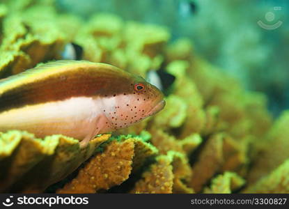 Forster&acute;s Hawkfish (Paracirrhites Forsteri)