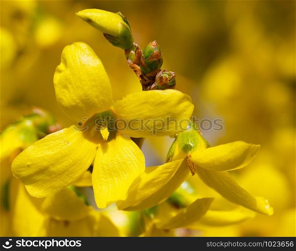 Forsythia (Forsythia ? intermedia), flowers of springtime