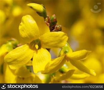 Forsythia (Forsythia ? intermedia), flowers of springtime