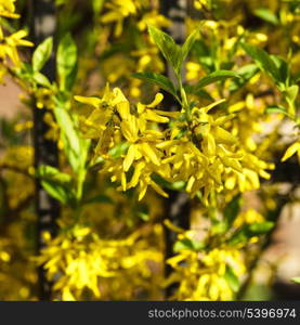 Forsythia (Oleaceae) flowers bush outdoor close up