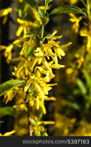 Forsythia (Oleaceae) flowers bush outdoor close up