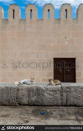 Fortified Wall around Tunsian Old Town with Cats