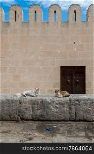 Fortified Wall around Tunsian Old Town with Cats