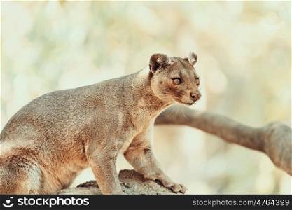 Fossa (Cryptoprocta Ferox) Cat In Madagascar