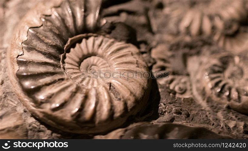 Fossil & Ammonite for fuel energy