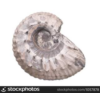 Fossil Ammonite isolate background with clipping path