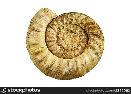 fossil sea shell isolated on white background